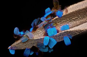 The 20 Finest Photographs From Nikon’s Small World Up Shut Competitors