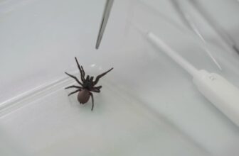 Lethal Spider Venom Tapped for Coronary heart Assault Drug