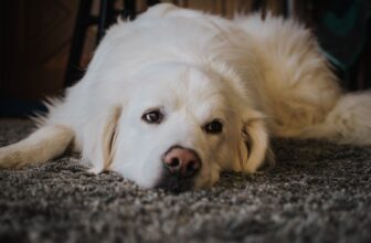 Canine Arthritis Remedy Underneath Fireplace After Experiences of Extreme, Even Deadly, Aspect Results