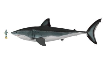 Some Megalodons Reached 80 Ft—However They Weren’t Constructed Like Nice Whites, Analysis Suggests