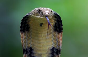Man Bitten by 200 Snakes Helps Scientists Create a Tremendous Antivenom