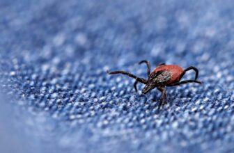 Sizzling Tick Summer time Is Right here. This is What You Must Know and  Keep Secure